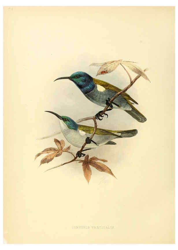 Reproducción/Reproduction 6431120889: A monograph of the Nectariniidae, or, Family of sun-birds London :Published by the author,1876-1880