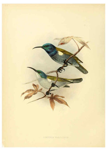Reproducción/Reproduction 6431120889: A monograph of the Nectariniidae, or, Family of sun-birds London :Published by the author,1876-1880