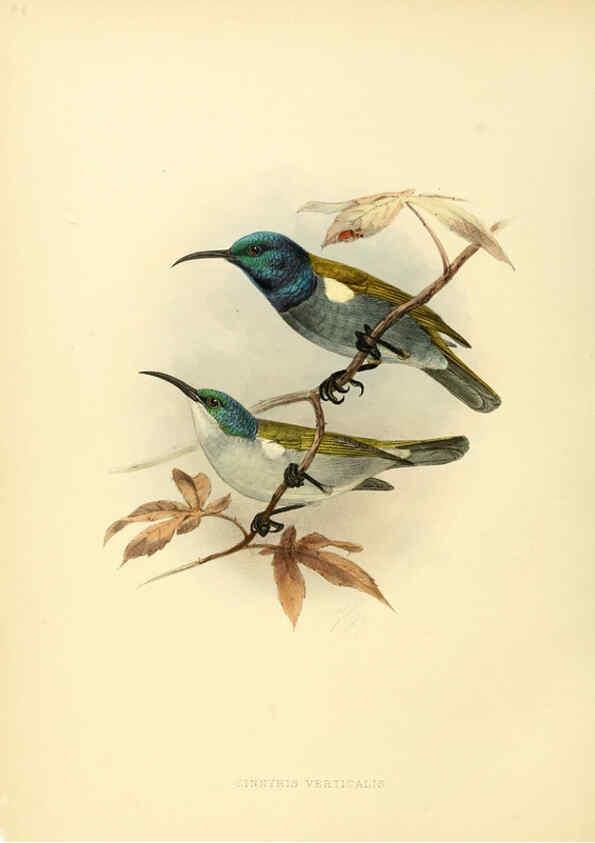 Reproducción/Reproduction 6431120889: A monograph of the Nectariniidae, or, Family of sun-birds London :Published by the author,1876-1880