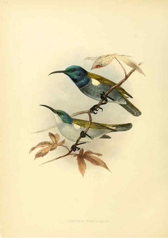 Reproducción/Reproduction 6431120889: A monograph of the Nectariniidae, or, Family of sun-birds London :Published by the author,1876-1880