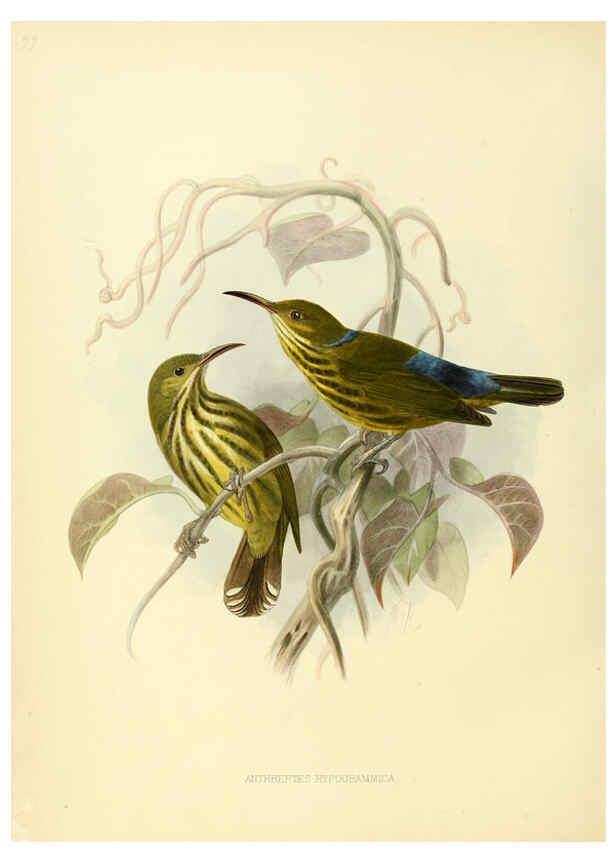 Reproducción/Reproduction 6431121381: A monograph of the Nectariniidae, or, Family of sun-birds London :Published by the author,1876-1880