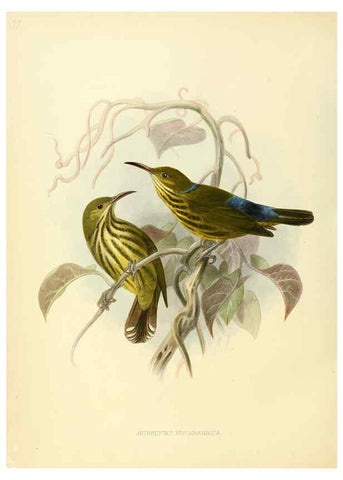 Reproducción/Reproduction 6431121381: A monograph of the Nectariniidae, or, Family of sun-birds London :Published by the author,1876-1880