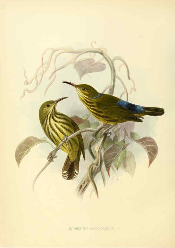Reproducción/Reproduction 6431121381: A monograph of the Nectariniidae, or, Family of sun-birds London :Published by the author,1876-1880