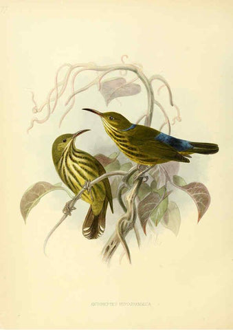 Reproducción/Reproduction 6431121381: A monograph of the Nectariniidae, or, Family of sun-birds London :Published by the author,1876-1880