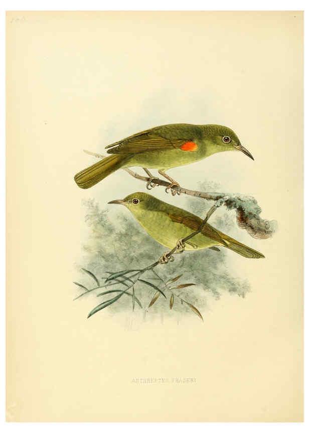 Reproducción/Reproduction 6431121787: A monograph of the Nectariniidae, or, Family of sun-birds London :Published by the author,1876-1880