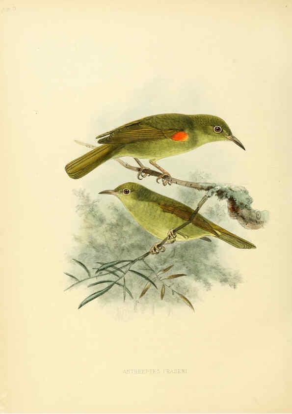 Reproducción/Reproduction 6431121787: A monograph of the Nectariniidae, or, Family of sun-birds London :Published by the author,1876-1880