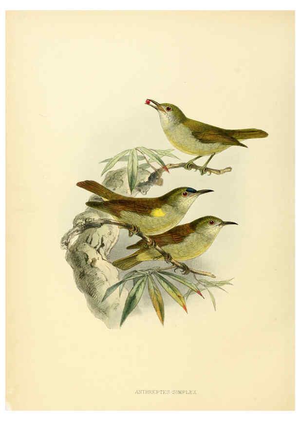 Reproducción/Reproduction 6431122133: A monograph of the Nectariniidae, or, Family of sun-birds London :Published by the author,1876-1880