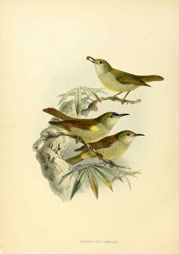 Reproducción/Reproduction 6431122133: A monograph of the Nectariniidae, or, Family of sun-birds London :Published by the author,1876-1880
