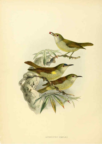 Reproducción/Reproduction 6431122133: A monograph of the Nectariniidae, or, Family of sun-birds London :Published by the author,1876-1880