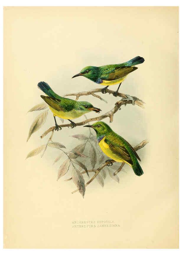 Reproducción/Reproduction 6431126547: A monograph of the Nectariniidae, or, Family of sun-birds London :Published by the author,1876-1880
