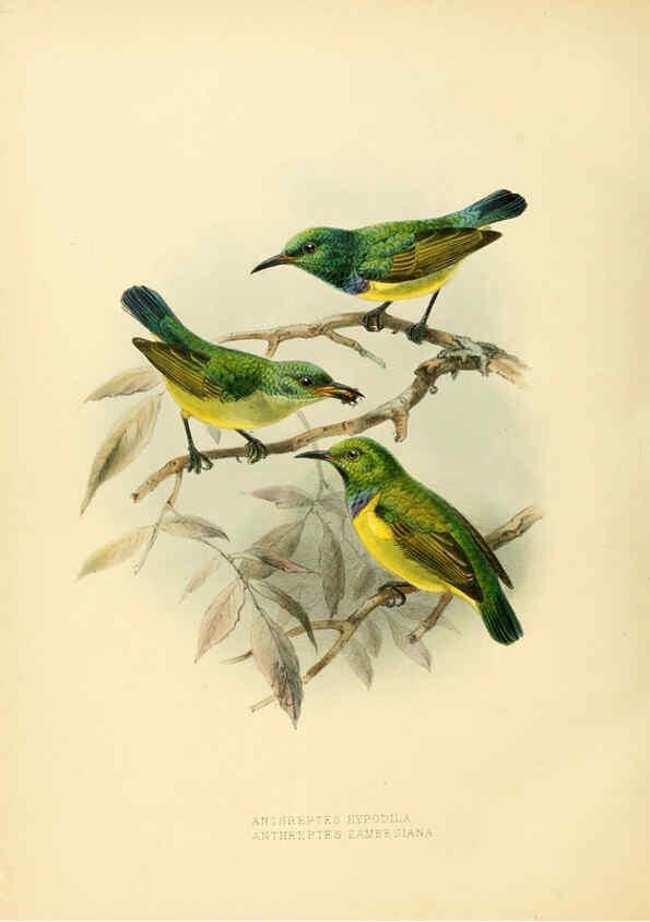Reproducción/Reproduction 6431126547: A monograph of the Nectariniidae, or, Family of sun-birds London :Published by the author,1876-1880