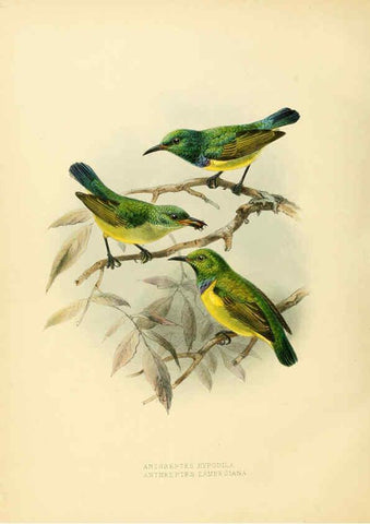 Reproducción/Reproduction 6431126547: A monograph of the Nectariniidae, or, Family of sun-birds London :Published by the author,1876-1880