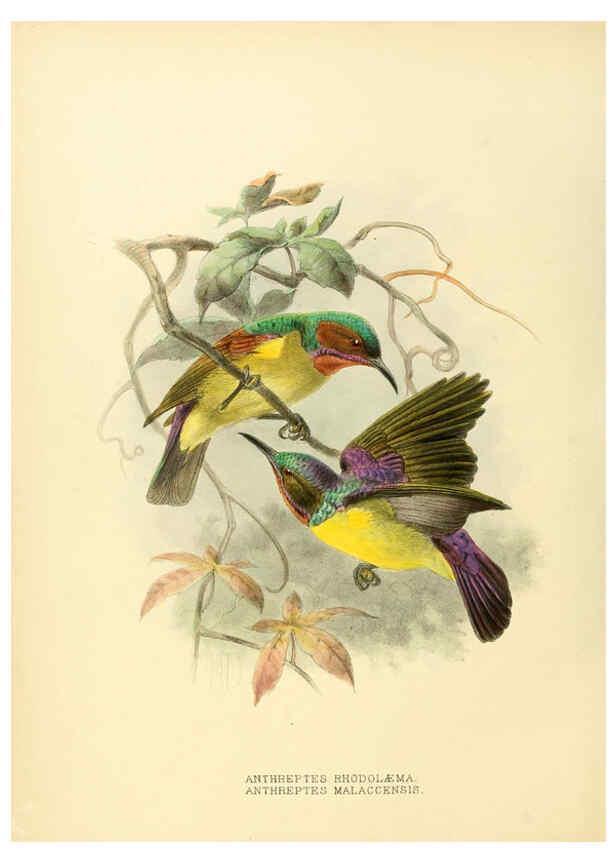 Reproducción/Reproduction 6431122497: A monograph of the Nectariniidae, or, Family of sun-birds London :Published by the author,1876-1880