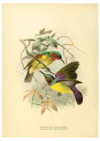 Reproducción/Reproduction 6431122497: A monograph of the Nectariniidae, or, Family of sun-birds London :Published by the author,1876-1880