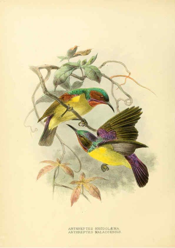 Reproducción/Reproduction 6431122497: A monograph of the Nectariniidae, or, Family of sun-birds London :Published by the author,1876-1880