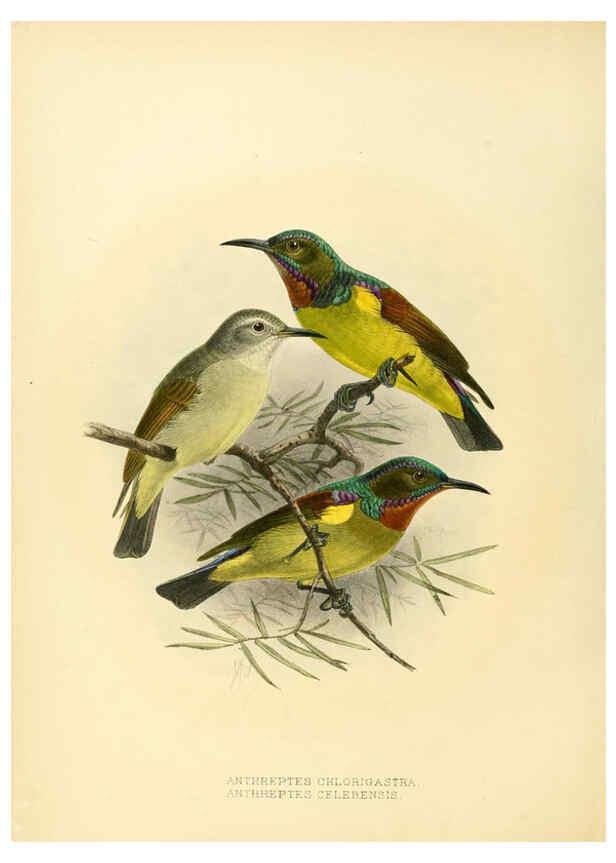Reproducción/Reproduction 6431123387: A monograph of the Nectariniidae, or, Family of sun-birds London :Published by the author,1876-1880