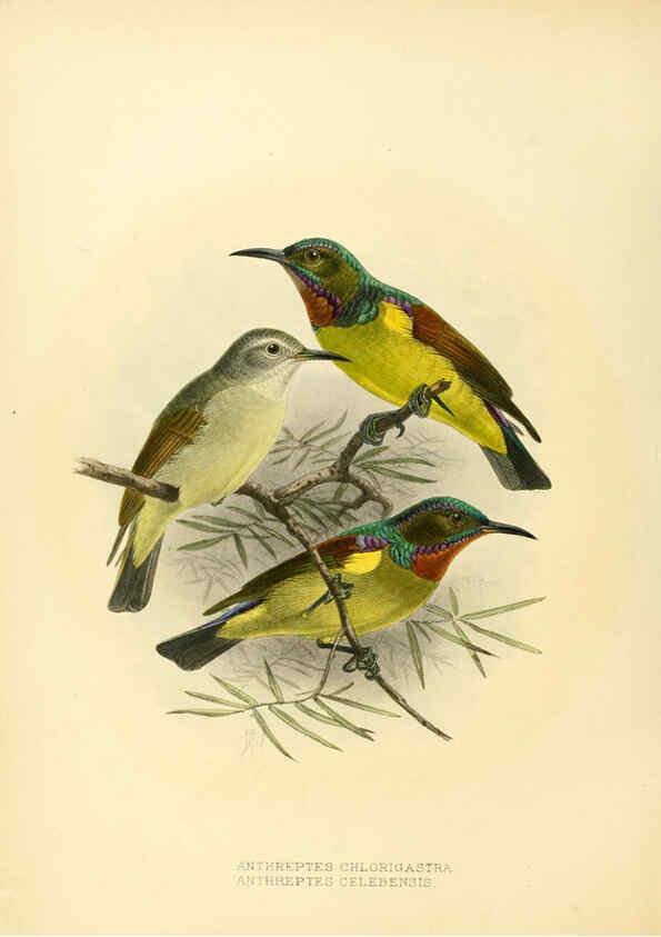Reproducción/Reproduction 6431123387: A monograph of the Nectariniidae, or, Family of sun-birds London :Published by the author,1876-1880