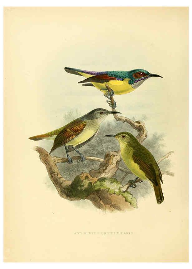 Reproducción/Reproduction 6431123733: A monograph of the Nectariniidae, or, Family of sun-birds London :Published by the author,1876-1880