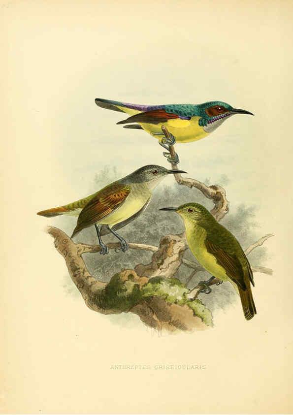 Reproducción/Reproduction 6431123733: A monograph of the Nectariniidae, or, Family of sun-birds London :Published by the author,1876-1880