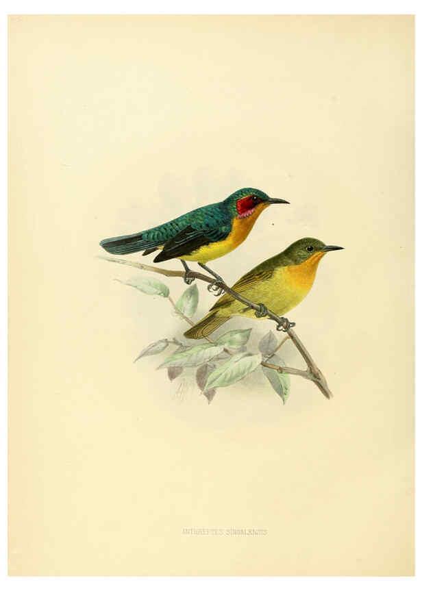 Reproducción/Reproduction 6431124083: A monograph of the Nectariniidae, or, Family of sun-birds London :Published by the author,1876-1880