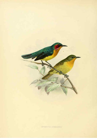 Reproducción/Reproduction 6431124083: A monograph of the Nectariniidae, or, Family of sun-birds London :Published by the author,1876-1880
