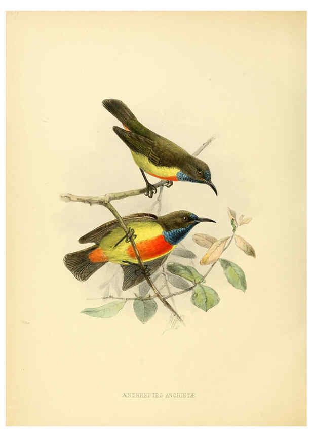 Reproducción/Reproduction 6431124599: A monograph of the Nectariniidae, or, Family of sun-birds London :Published by the author,1876-1880