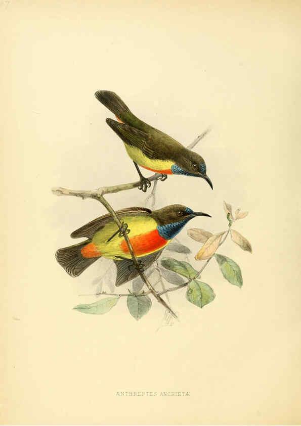 Reproducción/Reproduction 6431124599: A monograph of the Nectariniidae, or, Family of sun-birds London :Published by the author,1876-1880
