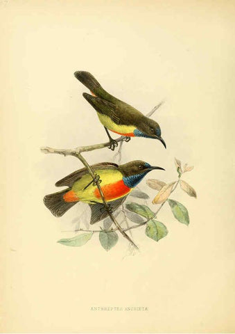Reproducción/Reproduction 6431124599: A monograph of the Nectariniidae, or, Family of sun-birds London :Published by the author,1876-1880