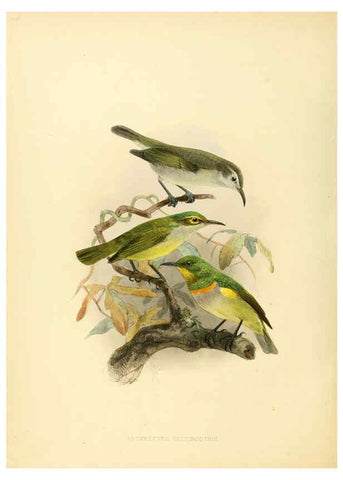 Reproducción/Reproduction 6431124963: A monograph of the Nectariniidae, or, Family of sun-birds London :Published by the author,1876-1880