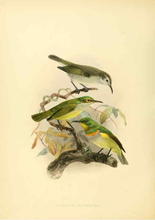 Reproducción/Reproduction 6431124963: A monograph of the Nectariniidae, or, Family of sun-birds London :Published by the author,1876-1880