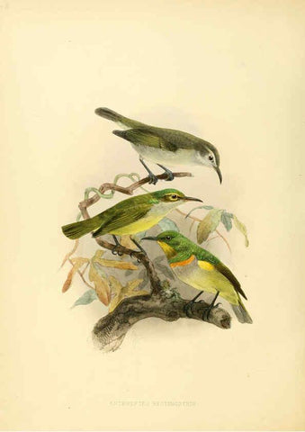 Reproducción/Reproduction 6431124963: A monograph of the Nectariniidae, or, Family of sun-birds London :Published by the author,1876-1880