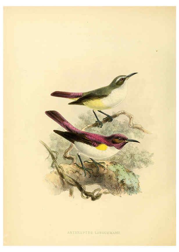 Reproducción/Reproduction 6431125473: A monograph of the Nectariniidae, or, Family of sun-birds London :Published by the author,1876-1880