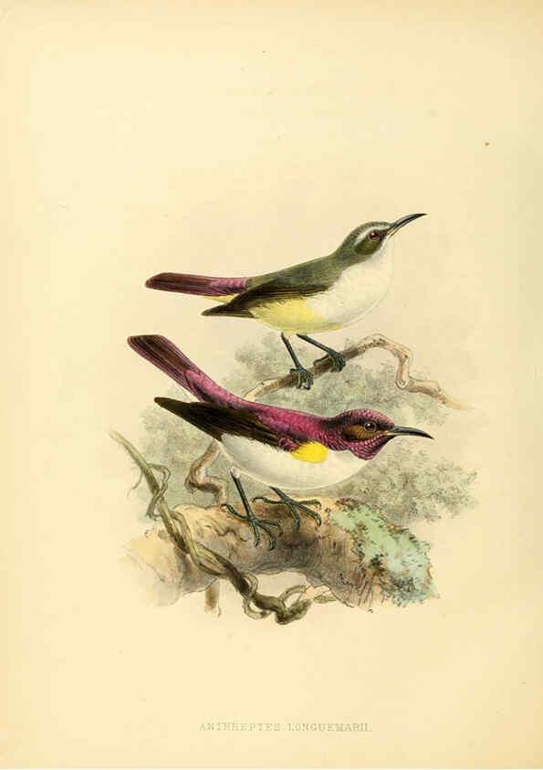 Reproducción/Reproduction 6431125473: A monograph of the Nectariniidae, or, Family of sun-birds London :Published by the author,1876-1880