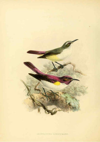Reproducción/Reproduction 6431125473: A monograph of the Nectariniidae, or, Family of sun-birds London :Published by the author,1876-1880