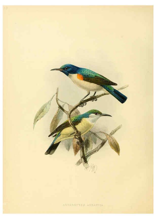 Reproducción/Reproduction 6431125825: A monograph of the Nectariniidae, or, Family of sun-birds London :Published by the author,1876-1880