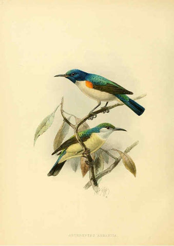 Reproducción/Reproduction 6431125825: A monograph of the Nectariniidae, or, Family of sun-birds London :Published by the author,1876-1880