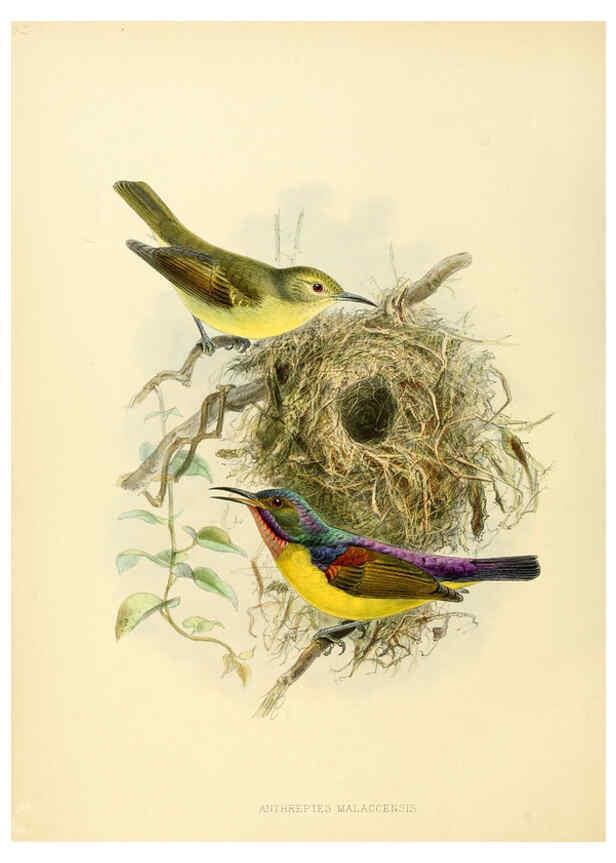 Reproducción/Reproduction 6431123059: A monograph of the Nectariniidae, or, Family of sun-birds London :Published by the author,1876-1880