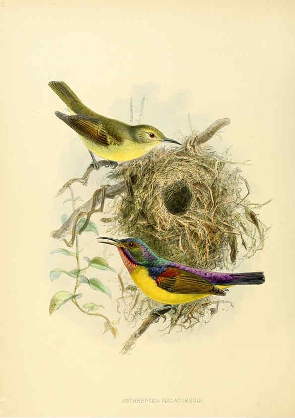 Reproducción/Reproduction 6431123059: A monograph of the Nectariniidae, or, Family of sun-birds London :Published by the author,1876-1880