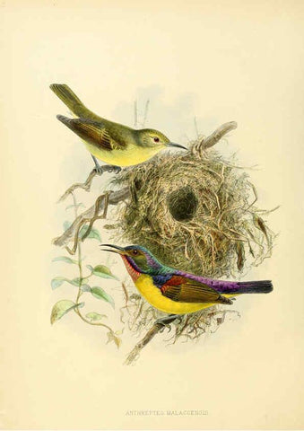 Reproducción/Reproduction 6431123059: A monograph of the Nectariniidae, or, Family of sun-birds London :Published by the author,1876-1880