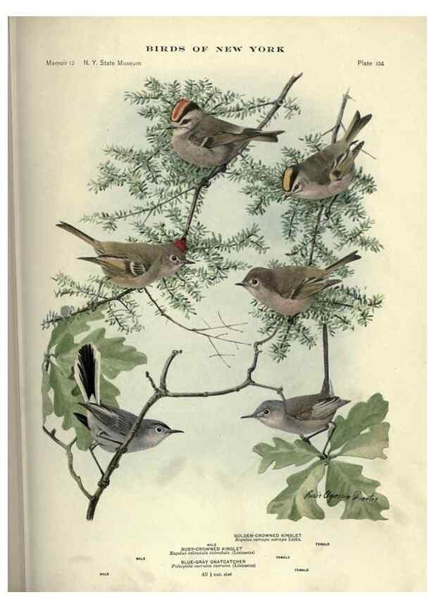 Reproducción/Reproduction 7047595001: Birds of New York /. Albany :University of the State of New York,1910-1914.