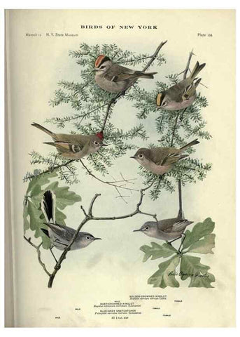 Reproducción/Reproduction 7047595001: Birds of New York /. Albany :University of the State of New York,1910-1914.