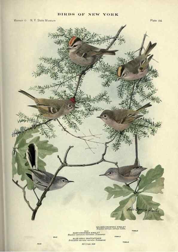 Reproducción/Reproduction 7047595001: Birds of New York /. Albany :University of the State of New York,1910-1914.