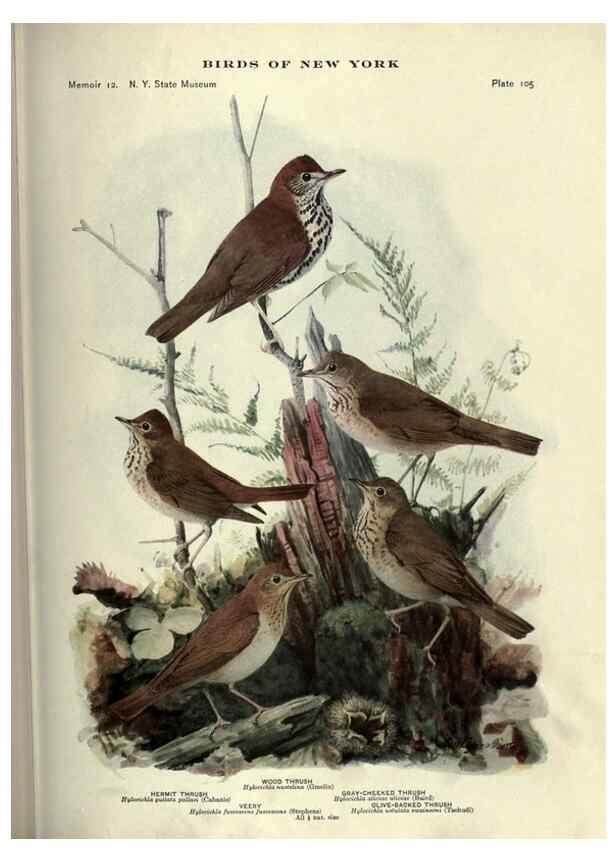 Reproducción/Reproduction 7047595259: Birds of New York /. Albany :University of the State of New York,1910-1914.