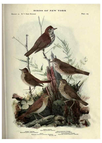 Reproducción/Reproduction 7047595259: Birds of New York /. Albany :University of the State of New York,1910-1914.