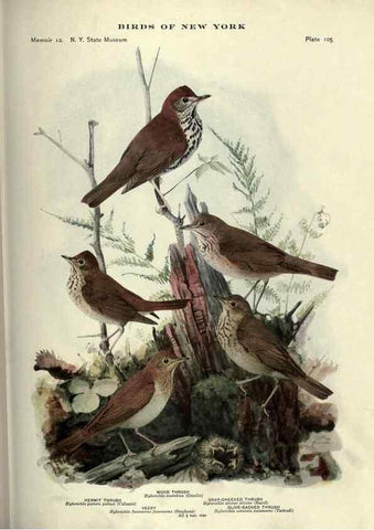 Reproducción/Reproduction 7047595259: Birds of New York /. Albany :University of the State of New York,1910-1914.