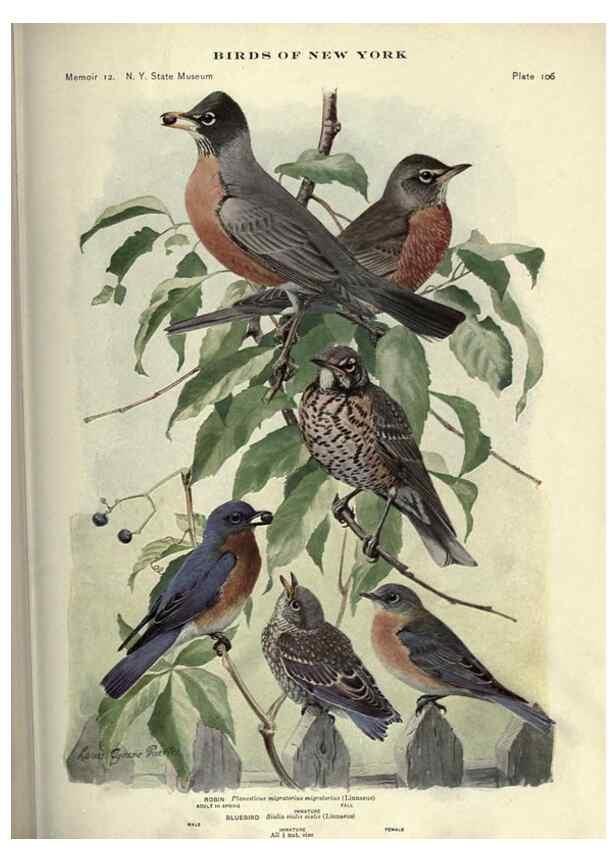 Reproducción/Reproduction 7047595507: Birds of New York /. Albany :University of the State of New York,1910-1914.