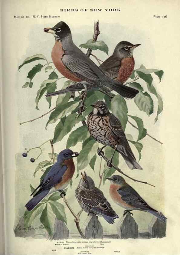 Reproducción/Reproduction 7047595507: Birds of New York /. Albany :University of the State of New York,1910-1914.