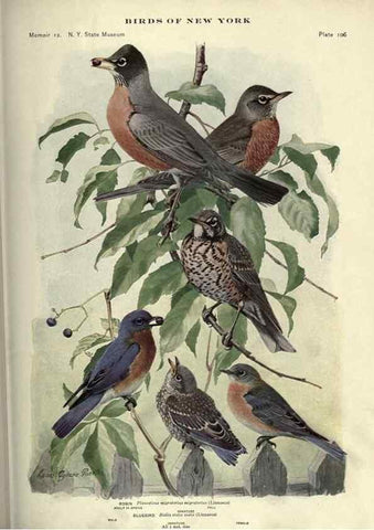 Reproducción/Reproduction 7047595507: Birds of New York /. Albany :University of the State of New York,1910-1914.