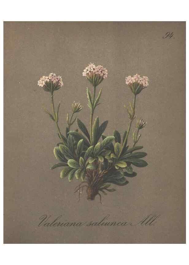 Reproducción/Reproduction 7163789419: Die Alpenpflanzen nach der Natur gemalt /. Prag :F. Tempsky,1879-1884.