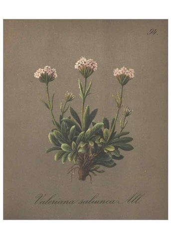 Reproducción/Reproduction 7163789419: Die Alpenpflanzen nach der Natur gemalt /. Prag :F. Tempsky,1879-1884.